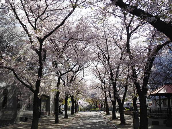 Gion Shira-kawa – Incline Sakura Course