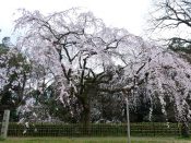 Nijo Castle – Kyoto Imperial Palace Sakura Course