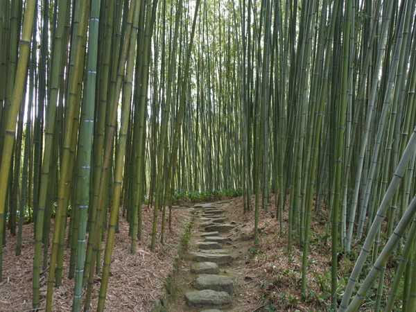 Kyoto Rakusai Bamboo Park