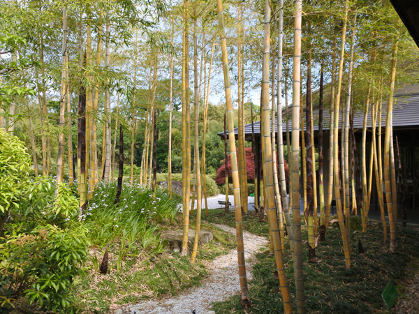 Kyoto Rakusai Bamboo Park