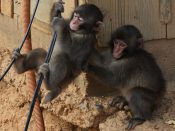 Arashiyama Monkey Park