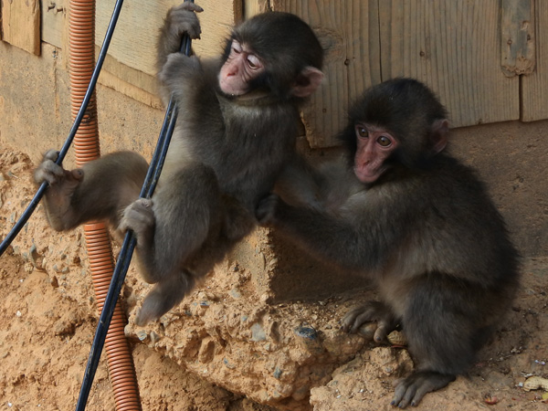 Arashiyama Monkey Park