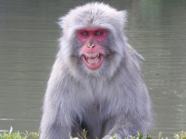 Arashiyama Monkey Park