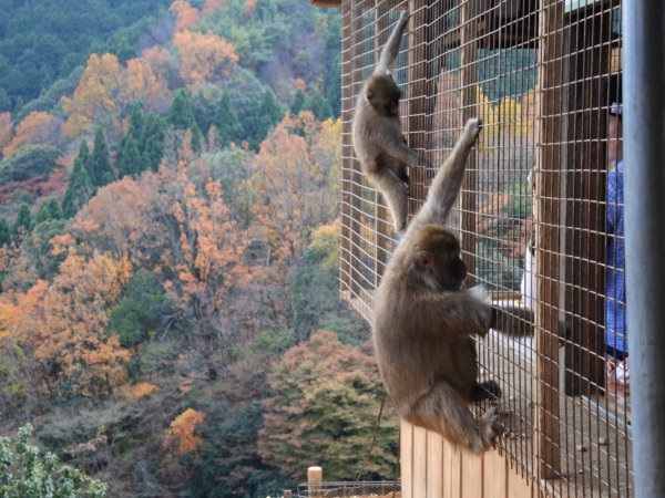 Arashiyama Monkey Park