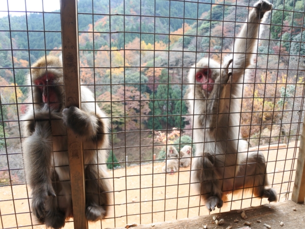 Arashiyama Monkey Park