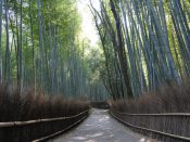 Arashiyama Course