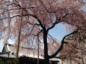 Hokongoin – Ninnaji Temple Sakura Course