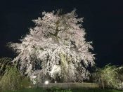 Gion Shira-kawa – Incline Sakura Course