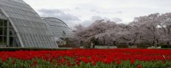 Kyoto Botanical Garden