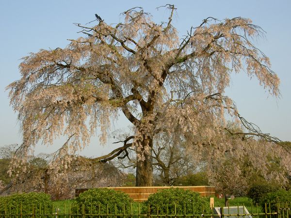 Maruyama Park – HeianJingu Shrine Sakura Course