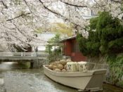 Maruyama Park – Takase river Sakura Cours