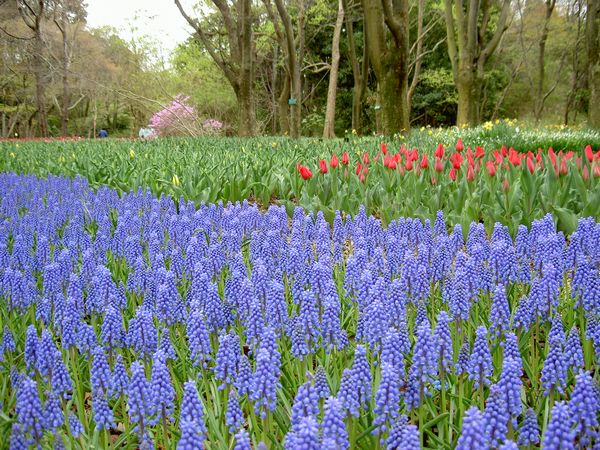 Kyoto Botanical Garden